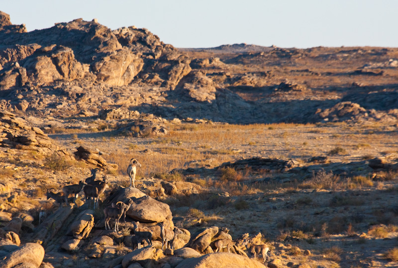 Argali